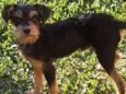 Cachorrinho Kell