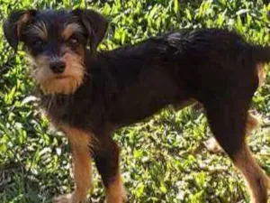 Cachorro raça SRD idade 2 a 6 meses nome Cachorrinho Kell