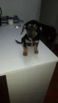 Choque, Maia ,
