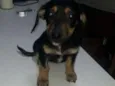 Choque, Maia ,