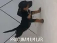 Choque, Maia ,