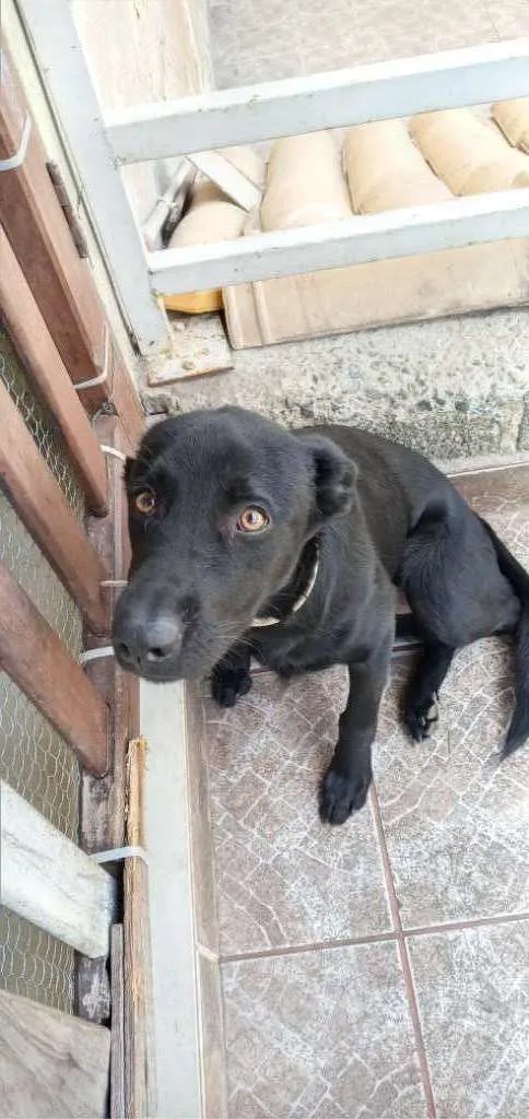 Cachorro ra a Vira lata idade 7 a 11 meses nome Pantera