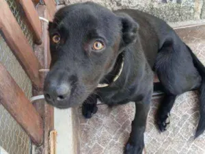 Cachorro raça Vira lata idade 7 a 11 meses nome Pantera