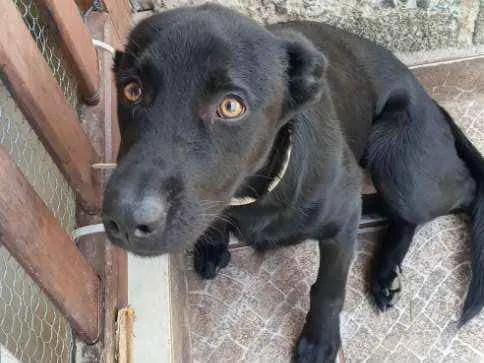 Cachorro ra a Vira lata idade 7 a 11 meses nome Pantera