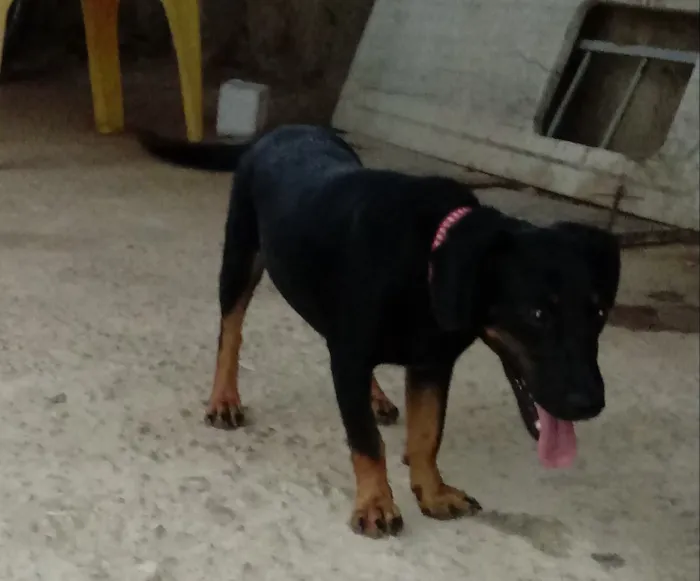 Cachorro ra a Vira-lata com basset idade 7 a 11 meses nome Thor