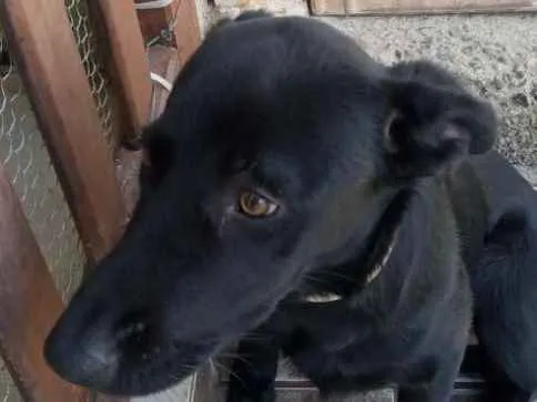 Cachorro ra a Vira lata idade 7 a 11 meses nome Pantera