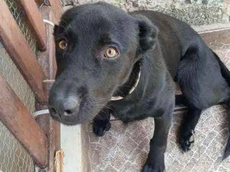 Cachorro ra a Vira lata idade 7 a 11 meses nome Pantera