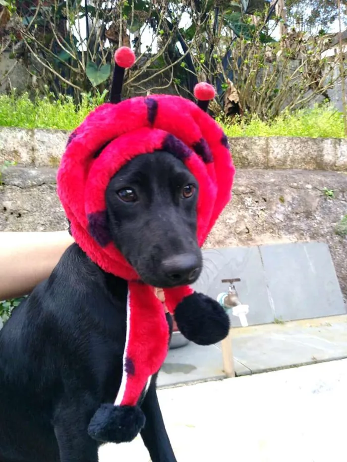 Cachorro ra a  idade 1 ano nome Agatha 