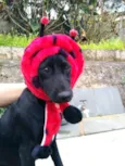 Agatha