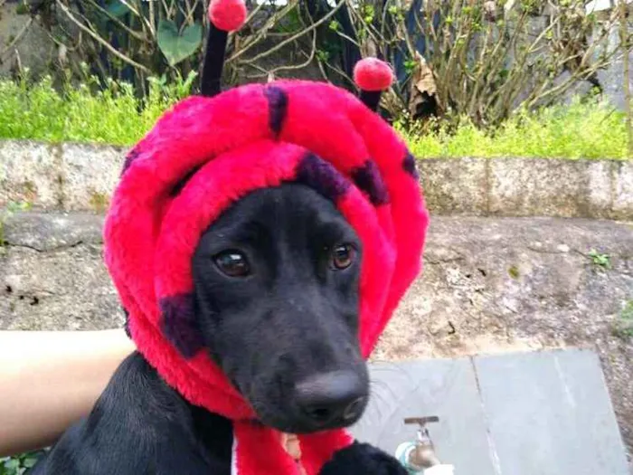 Cachorro ra a  idade 1 ano nome Agatha 