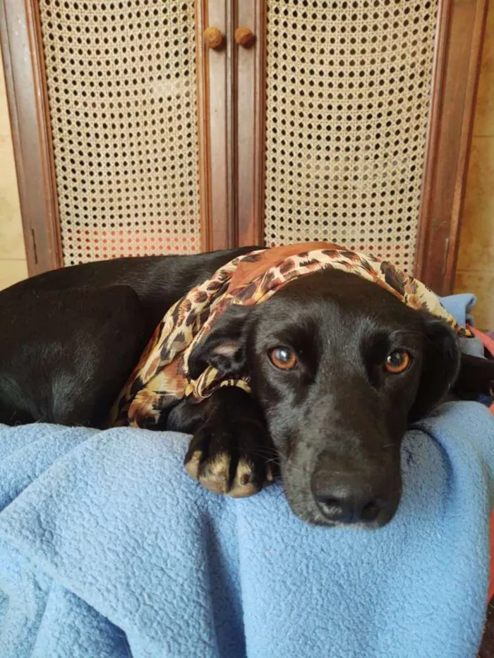 Cachorro ra a  idade 1 ano nome Agatha 