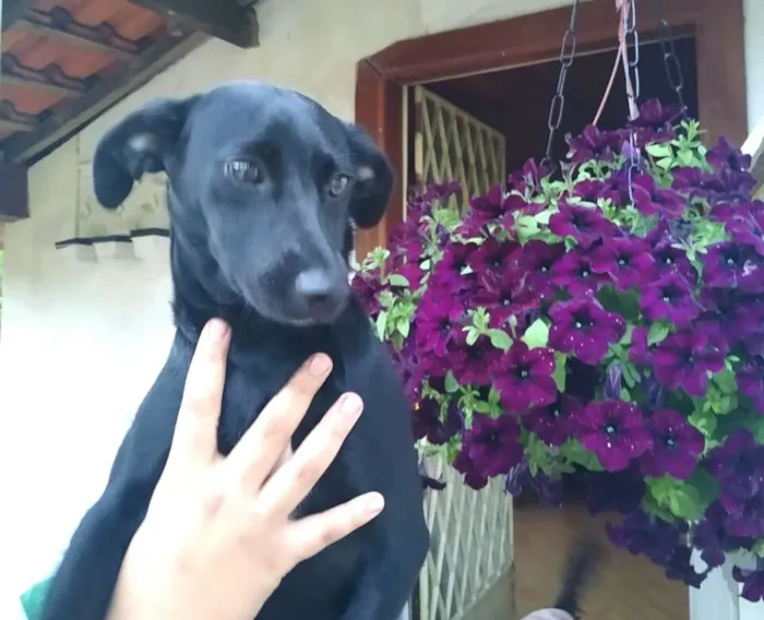 Cachorro ra a  idade 1 ano nome Agatha 