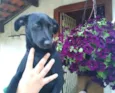 Agatha