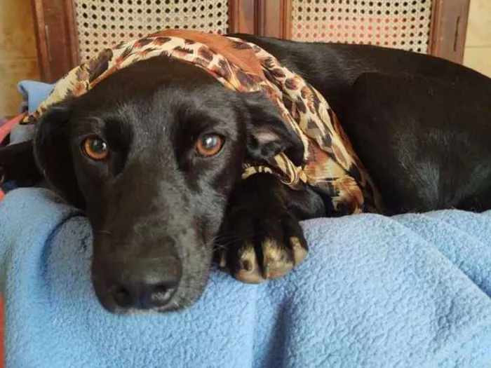 Cachorro ra a  idade 1 ano nome Agatha 