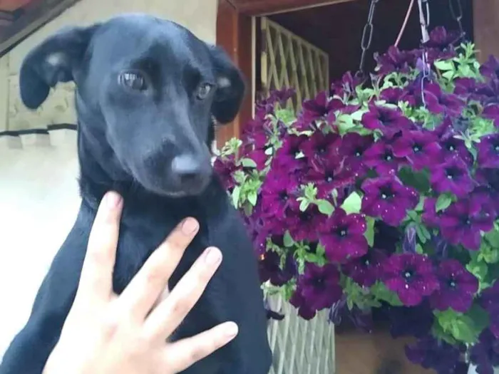 Cachorro ra a  idade 1 ano nome Agatha 