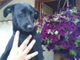 Agatha