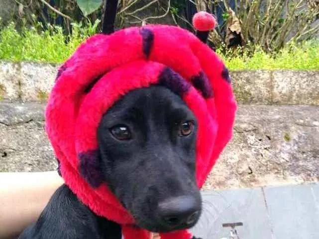 Cachorro ra a  idade 1 ano nome Agatha 