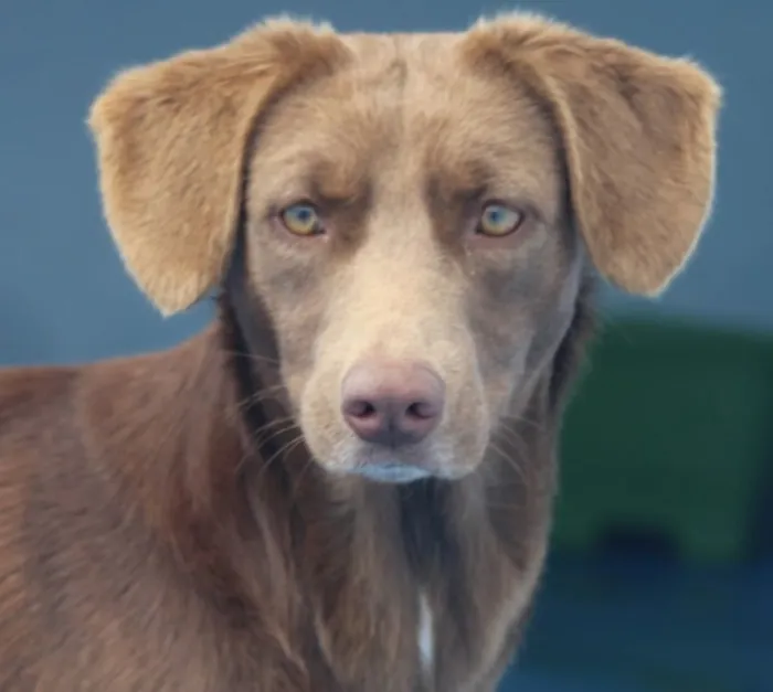 Cachorro ra a  idade 2 anos nome Baunilha