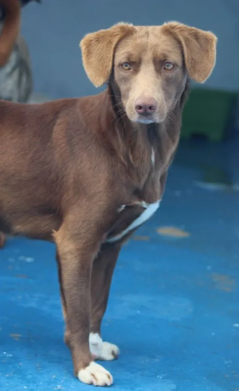 Cachorro ra a  idade 2 anos nome Baunilha