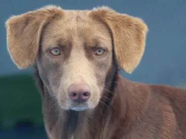Cachorro ra a  idade 2 anos nome Baunilha