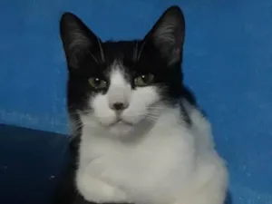 Gato raça SRD idade 2 a 6 meses nome Julieta 