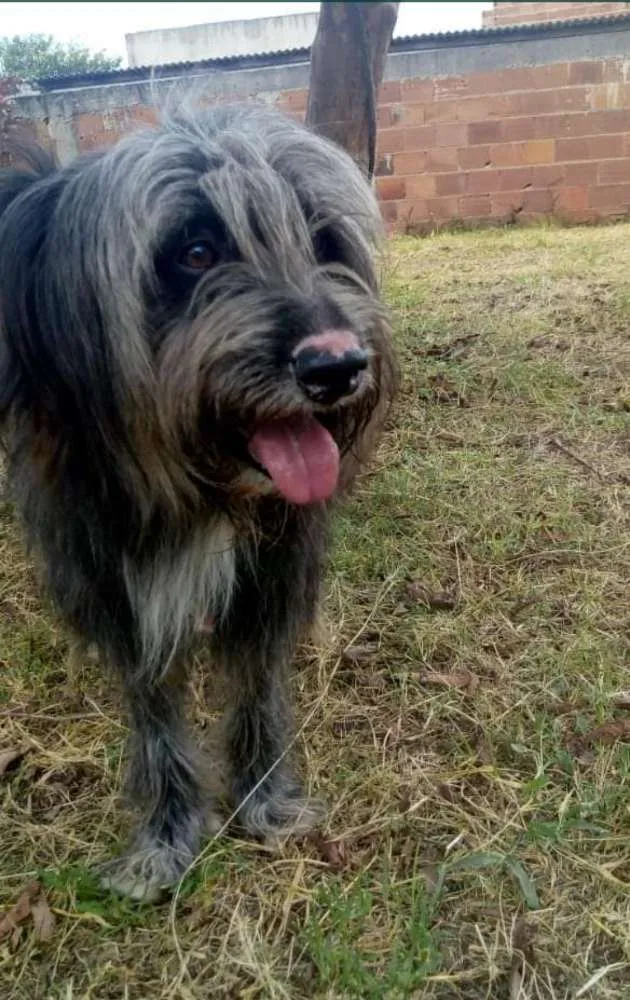 Cachorro ra a Vira Lata idade 3 anos nome Platão 