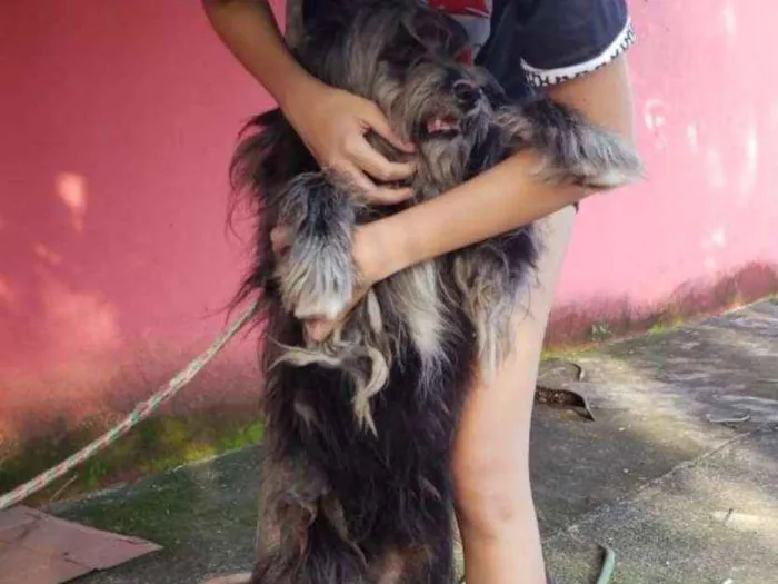 Cachorro ra a Vira Lata idade 3 anos nome Platão 