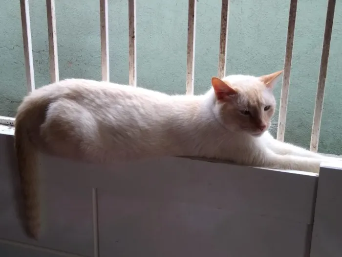 Gato ra a Siames red point  idade 1 ano nome Pepe um fofo 