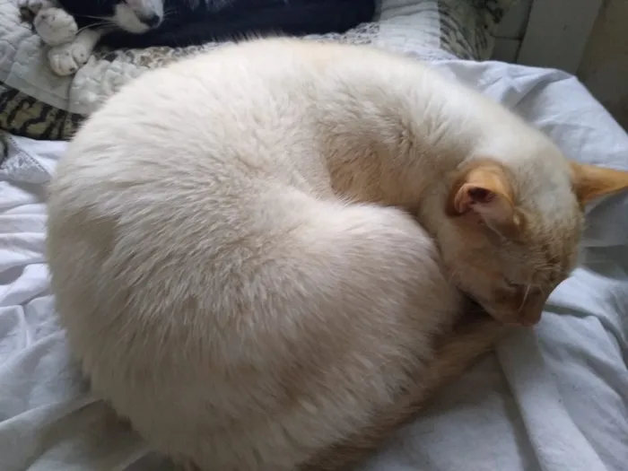 Gato ra a Siames red point  idade 1 ano nome Pepe um fofo 