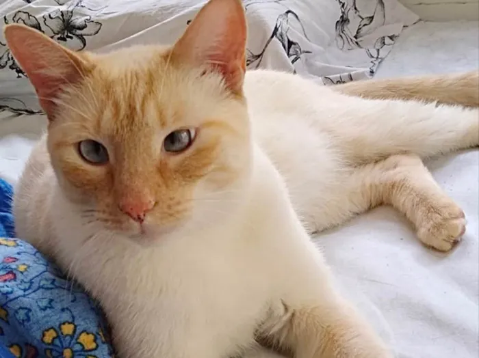 Gato ra a Siames red point  idade 1 ano nome Pepe um fofo 