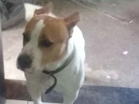 Cachorro ra a PITBULL/VIRALATA idade 2 anos nome SPOCKER