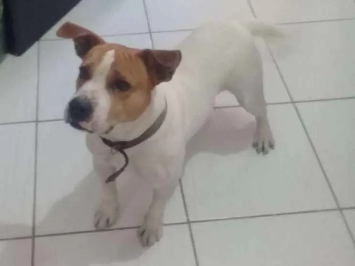 Cachorro ra a PITBULL/VIRALATA idade 2 anos nome SPOCKER