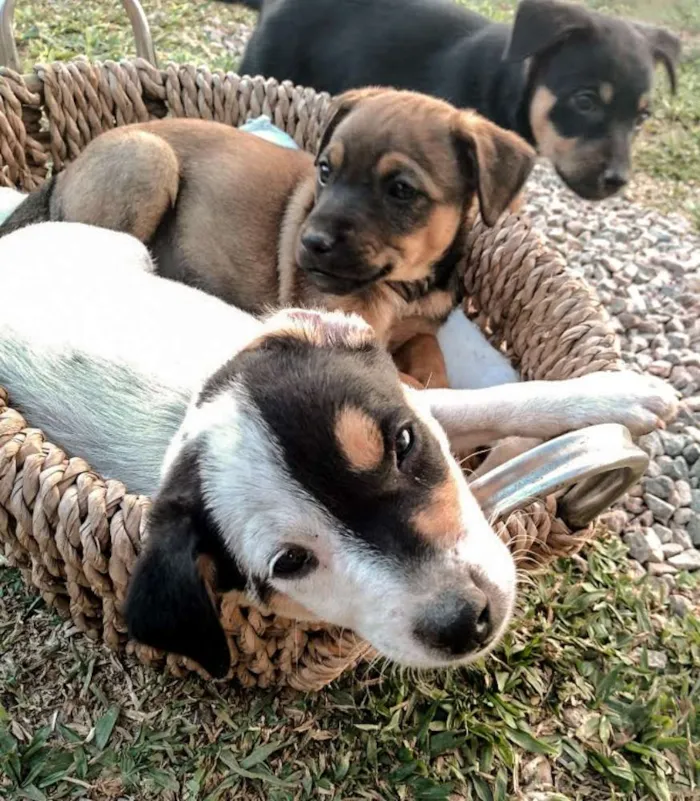 Cachorro ra a Srd idade Abaixo de 2 meses nome Lindos filhotinhos