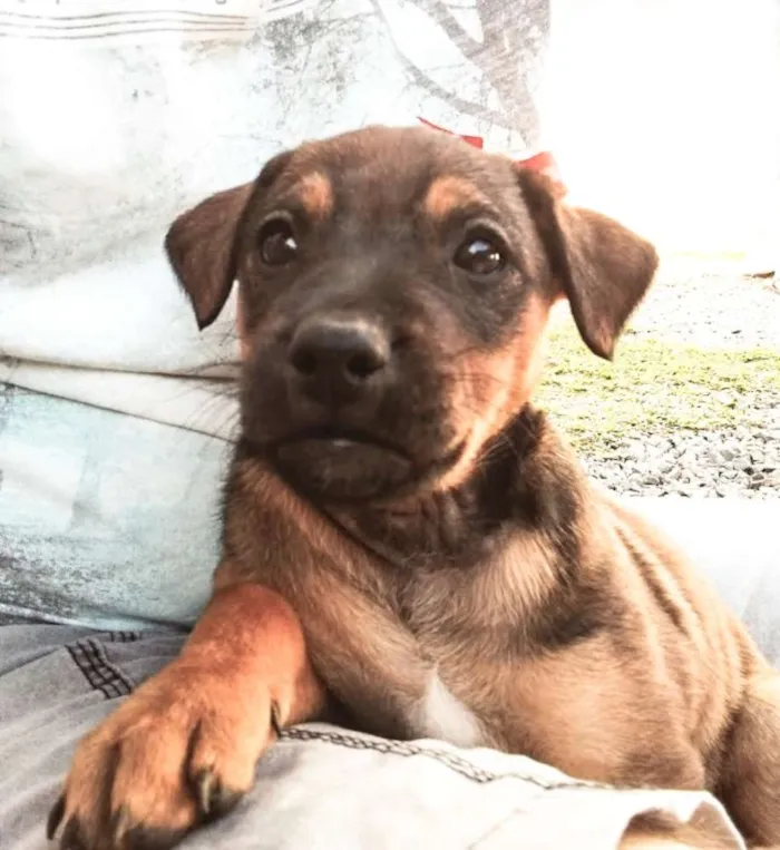 Cachorro ra a Srd idade Abaixo de 2 meses nome Lindos filhotinhos