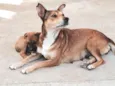 Lindos filhotinhos