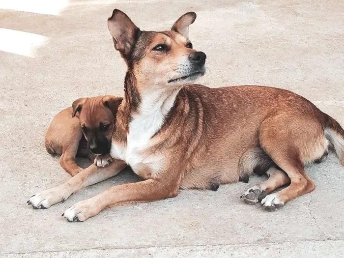 Cachorro ra a Srd idade Abaixo de 2 meses nome Lindos filhotinhos