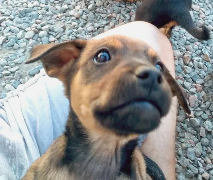 Cachorro ra a Srd idade Abaixo de 2 meses nome Lindos filhotinhos