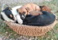 Lindos filhotinhos