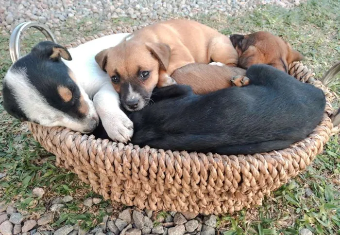 Cachorro ra a Srd idade Abaixo de 2 meses nome Lindos filhotinhos