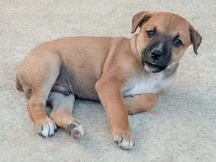 Cachorro ra a Srd idade Abaixo de 2 meses nome Lindos filhotinhos