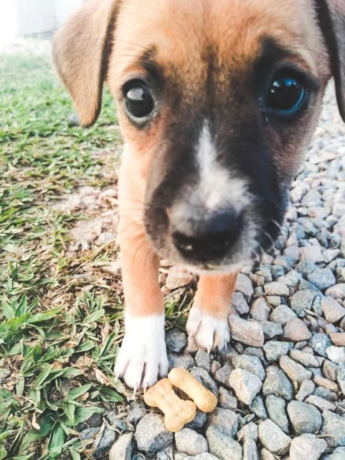 Cachorro ra a Srd idade Abaixo de 2 meses nome Lindos filhotinhos