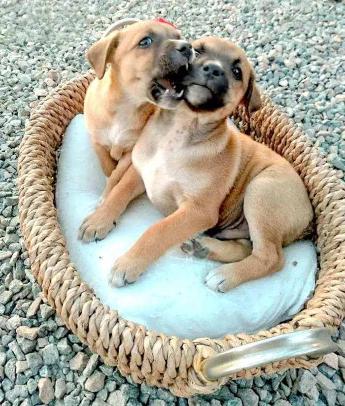 Cachorro ra a Srd idade Abaixo de 2 meses nome Lindos filhotinhos