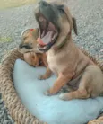 Lindos filhotinhos
