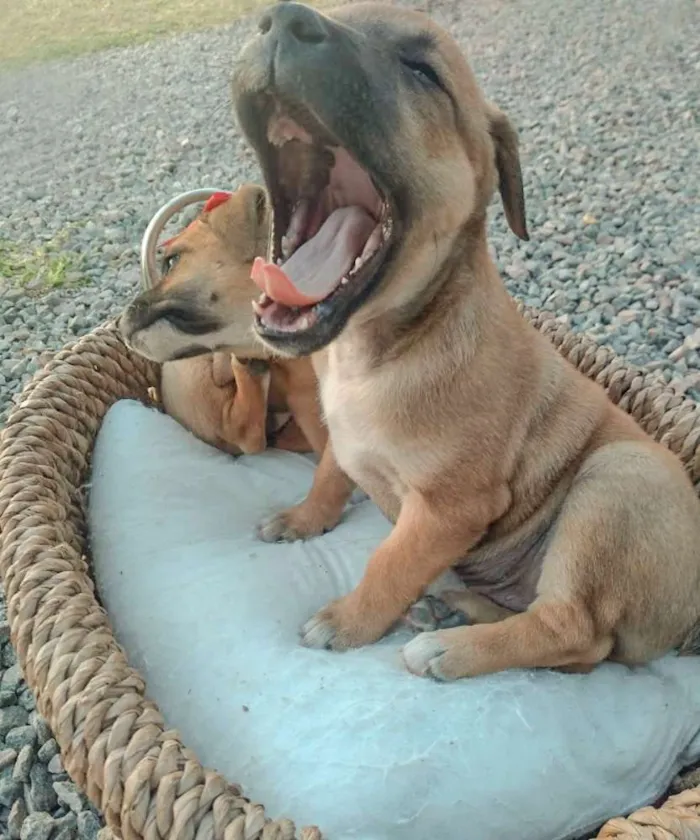 Cachorro ra a Srd idade Abaixo de 2 meses nome Lindos filhotinhos