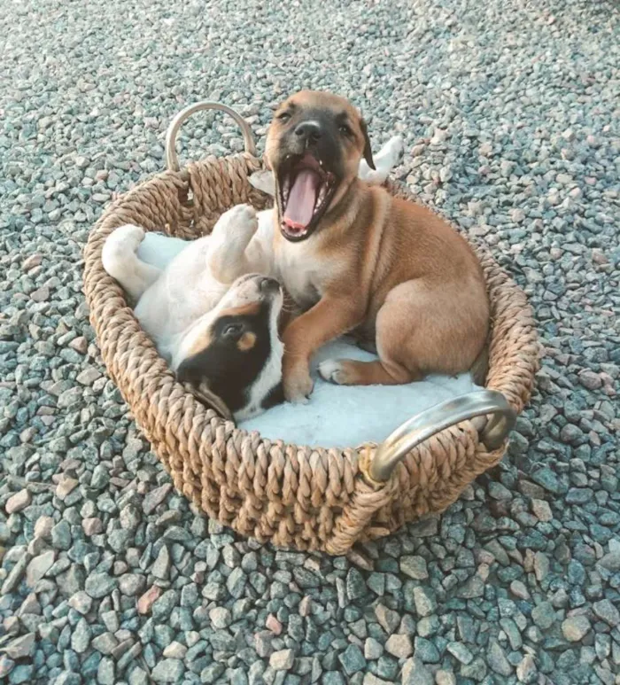Cachorro ra a Srd idade Abaixo de 2 meses nome Lindos filhotinhos