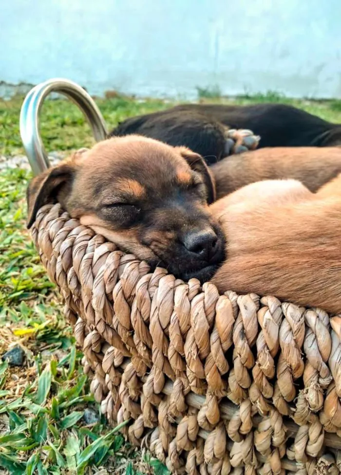 Cachorro ra a Srd idade Abaixo de 2 meses nome Lindos filhotinhos