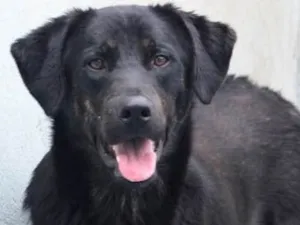 Cachorro raça  idade 5 anos nome Robin