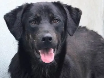 Cachorro raça  idade 5 anos nome Robin