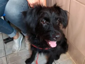 Cachorro raça Poodle mix vira-lata  idade 7 a 11 meses nome Billy poodle mix 