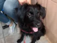 Billy poodle mix